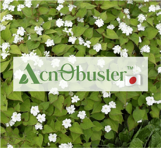 AcnObuster™ – Premium Japanese Houttuynia Extract for Acne-Prone Skin